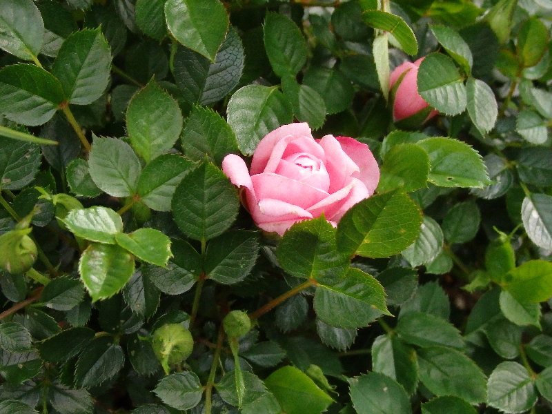 f:id:noraneko222:20200420210348j:plain f:id:noraneko222:20200420210348j:plain