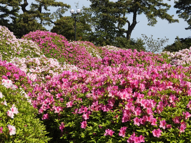 f:id:noraneko222:20200428213313j:plain f:id:noraneko222:20200428213313j:plain