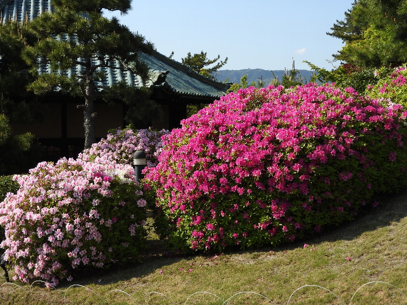 f:id:noraneko222:20200428213408j:plain f:id:noraneko222:20200428213408j:plain