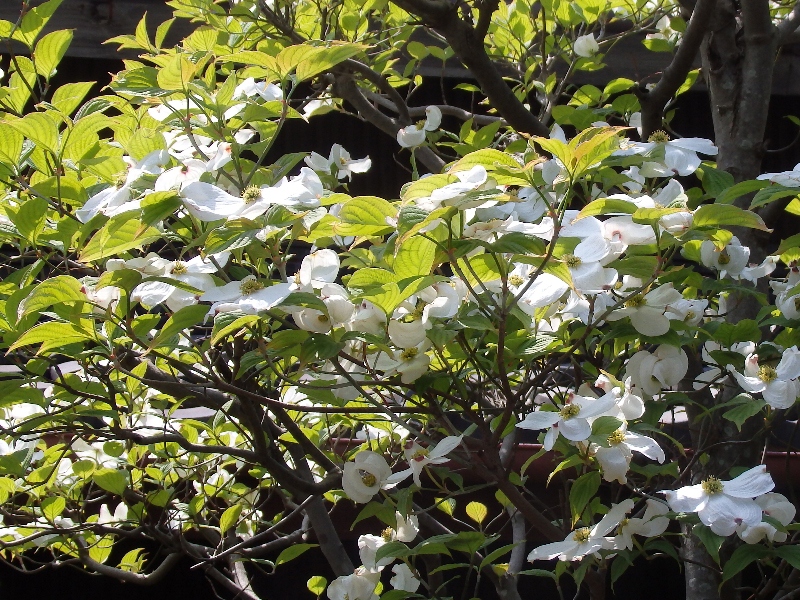 f:id:noraneko222:20200514202025j:plain f:id:noraneko222:20200514202025j:plain
