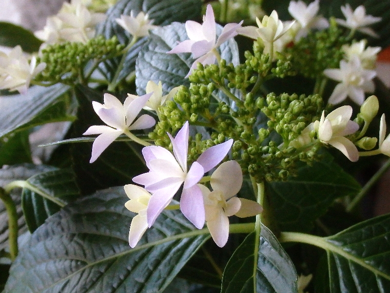 f:id:noraneko222:20200518222402j:plain f:id:noraneko222:20200518222402j:plain