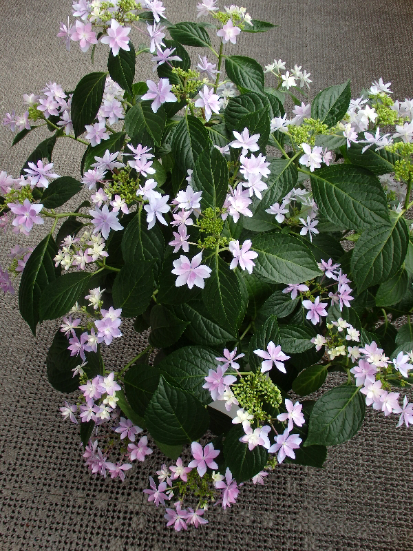 f:id:noraneko222:20200528211045j:plain f:id:noraneko222:20200528211045j:plain