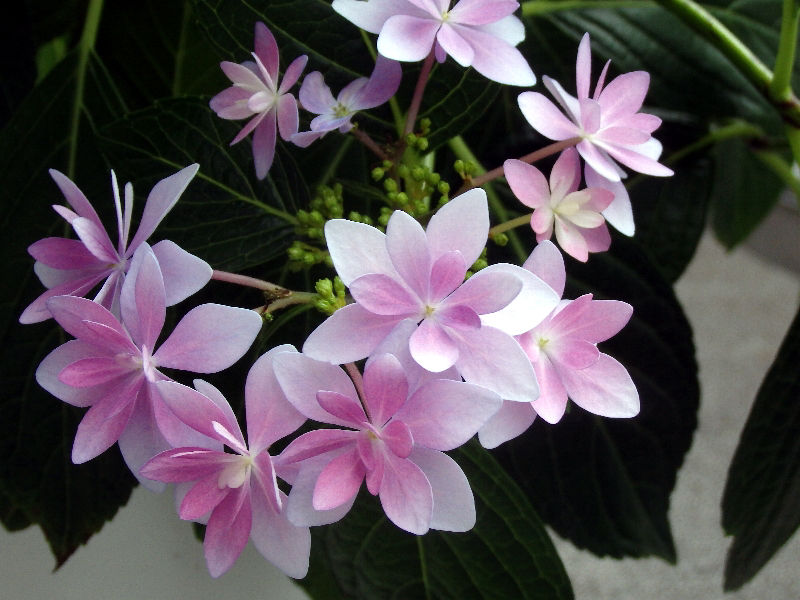f:id:noraneko222:20200528211106j:plain f:id:noraneko222:20200528211106j:plain