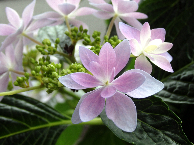 f:id:noraneko222:20200528211127j:plain f:id:noraneko222:20200528211127j:plain