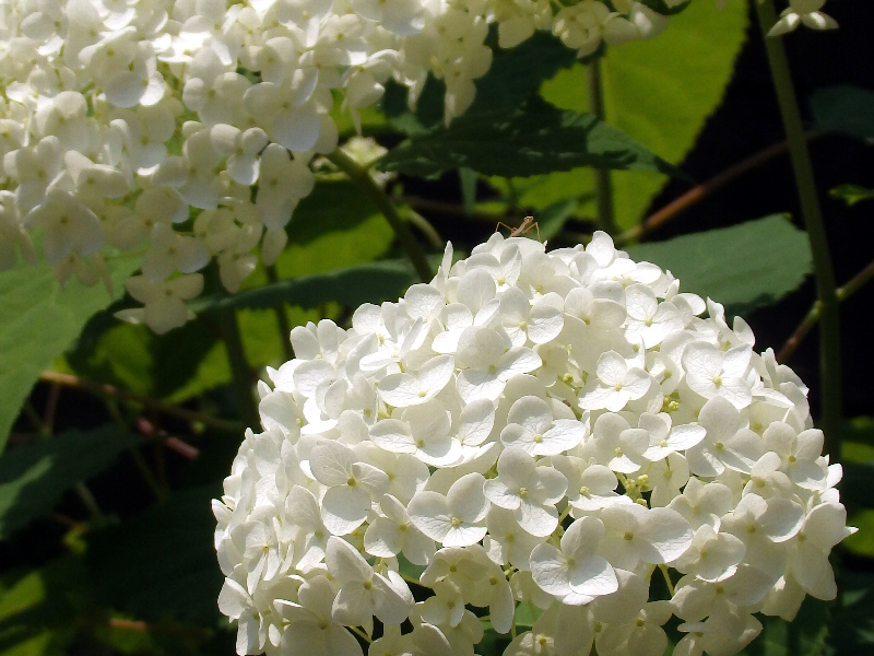 f:id:noraneko222:20200607212310j:plain