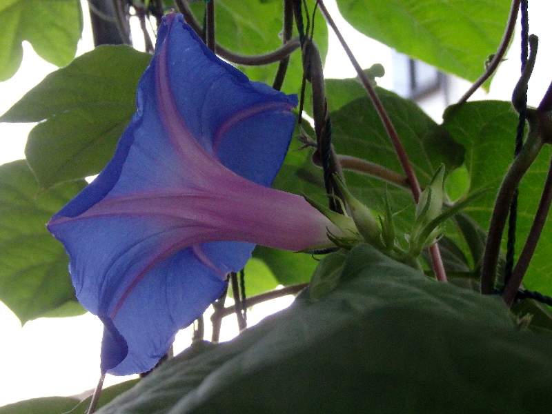 f:id:noraneko222:20200615213942j:plain