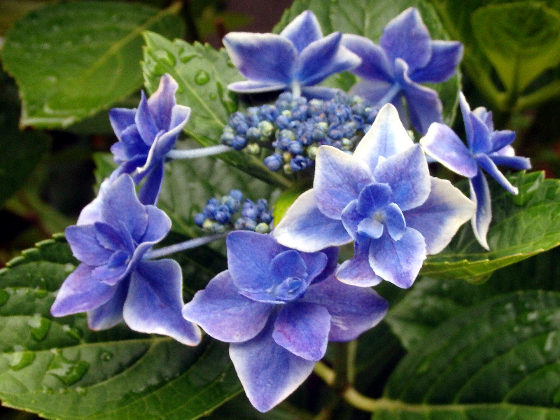 f:id:noraneko222:20200619195252j:plain