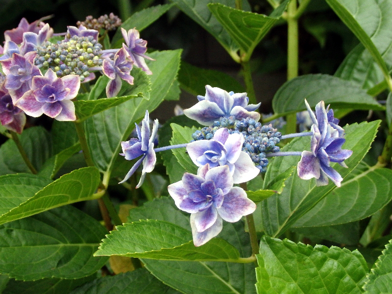 f:id:noraneko222:20200619195328j:plain
