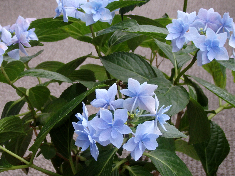 f:id:noraneko222:20200619195400j:plain