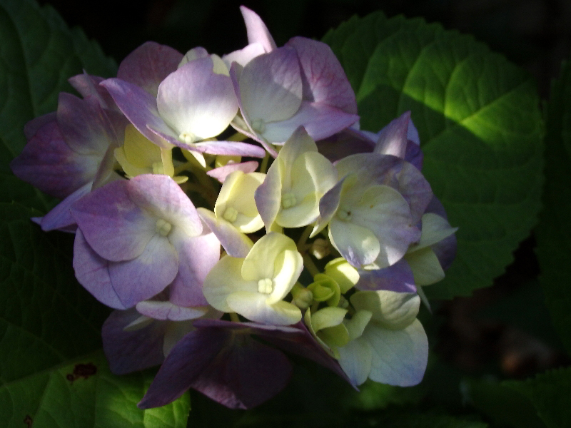 f:id:noraneko222:20200625211629j:plain