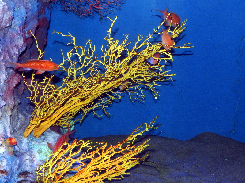 f:id:noraneko222:20200715210407j:plain