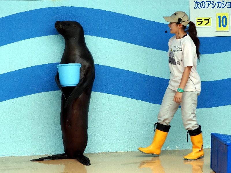 f:id:noraneko222:20200715210442j:plain