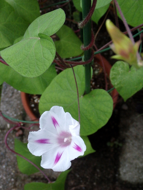 f:id:noraneko222:20200725212856j:plain f:id:noraneko222:20200725212856j:plain