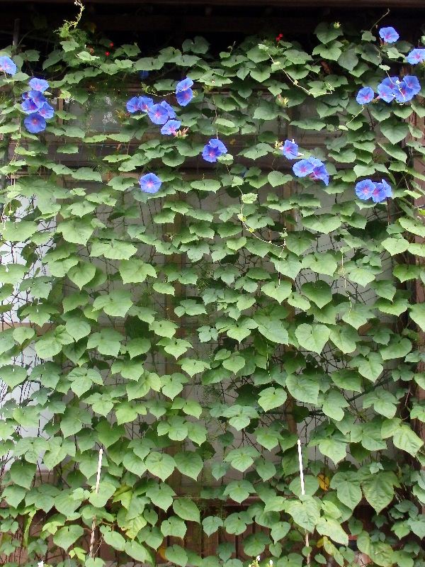 f:id:noraneko222:20200725212914j:plain f:id:noraneko222:20200725212914j:plain