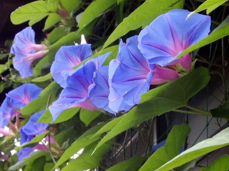 f:id:noraneko222:20200725212935j:plain f:id:noraneko222:20200725212935j:plain