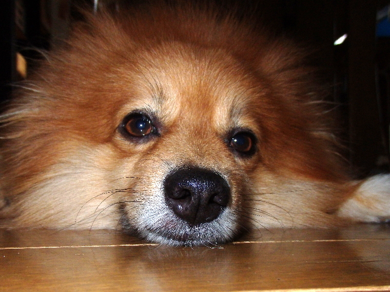 f:id:noraneko222:20200820195100j:plain