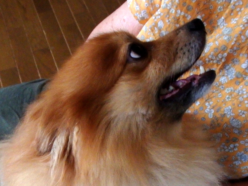 f:id:noraneko222:20200820195143j:plain