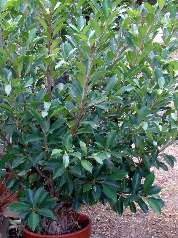 f:id:noraneko222:20200903215414j:plain f:id:noraneko222:20200903215414j:plain