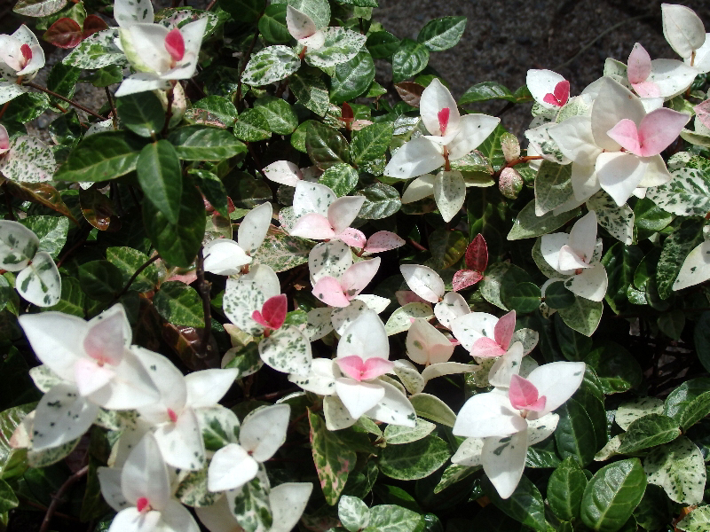 f:id:noraneko222:20200923203404j:plain