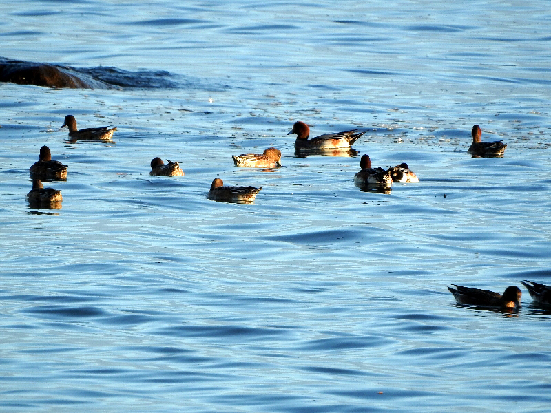 f:id:noraneko222:20201019194633j:plain f:id:noraneko222:20201019194633j:plain