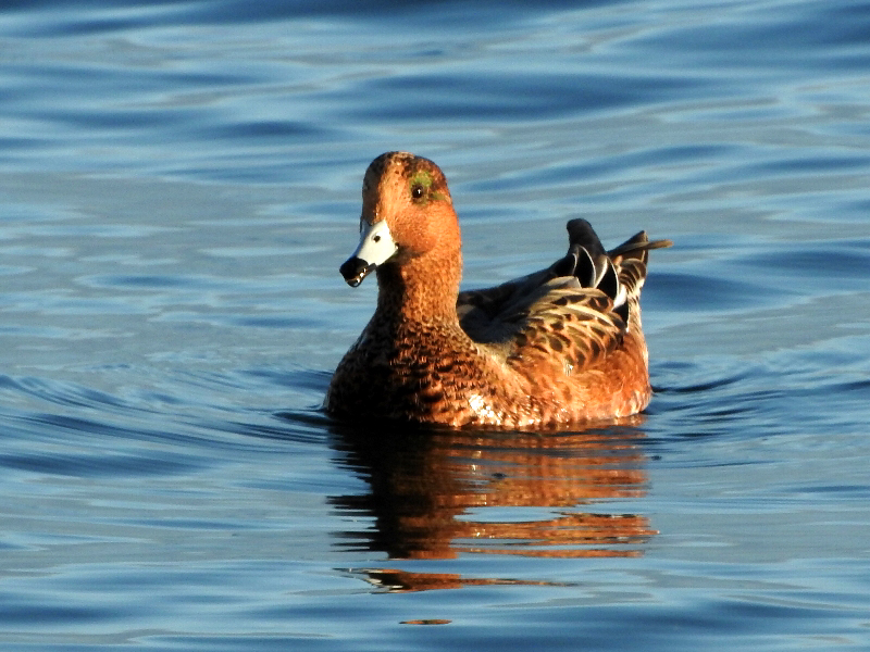 f:id:noraneko222:20201019194713j:plain f:id:noraneko222:20201019194713j:plain