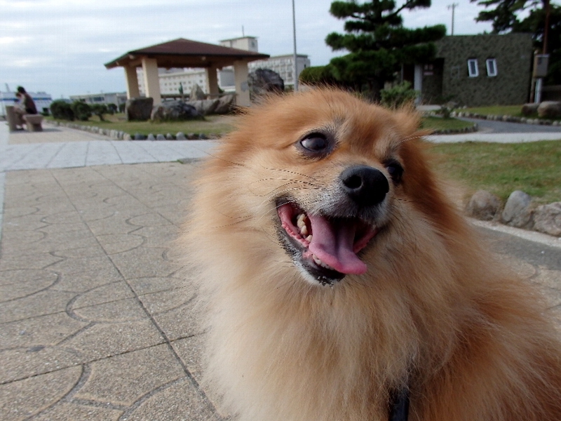 f:id:noraneko222:20201023203839j:plain