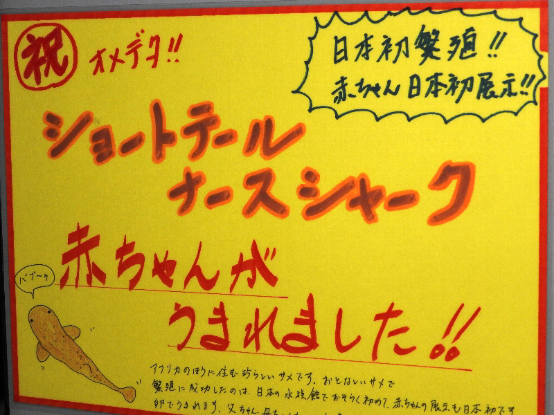 f:id:noraneko222:20201112221329j:plain