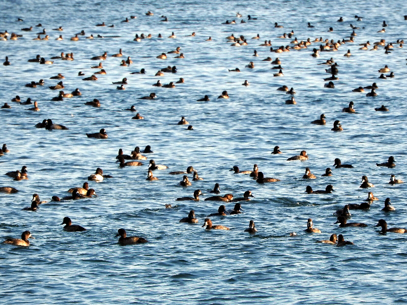 f:id:noraneko222:20201116203919j:plain