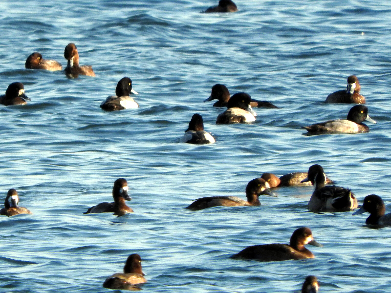 f:id:noraneko222:20201116203946j:plain