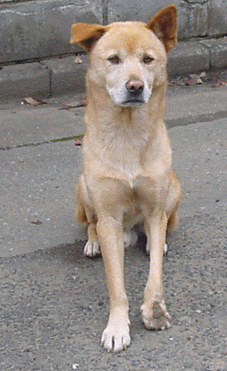 f:id:noras:20061229081421g:image f:id:noras:20061229081421g:image