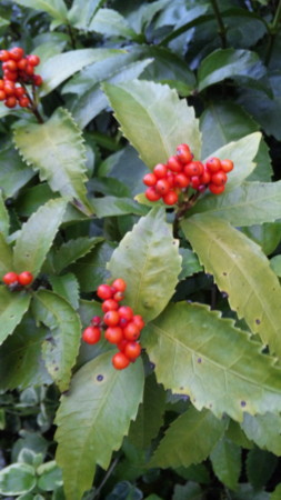 f:id:nori-go:20121114163954j:image f:id:nori-go:20121114163954j:image