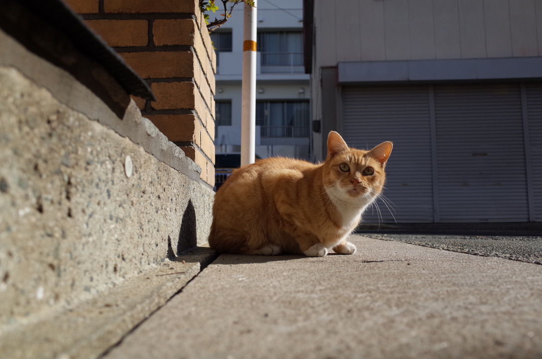 f:id:nori7770:20210115003533j:plain