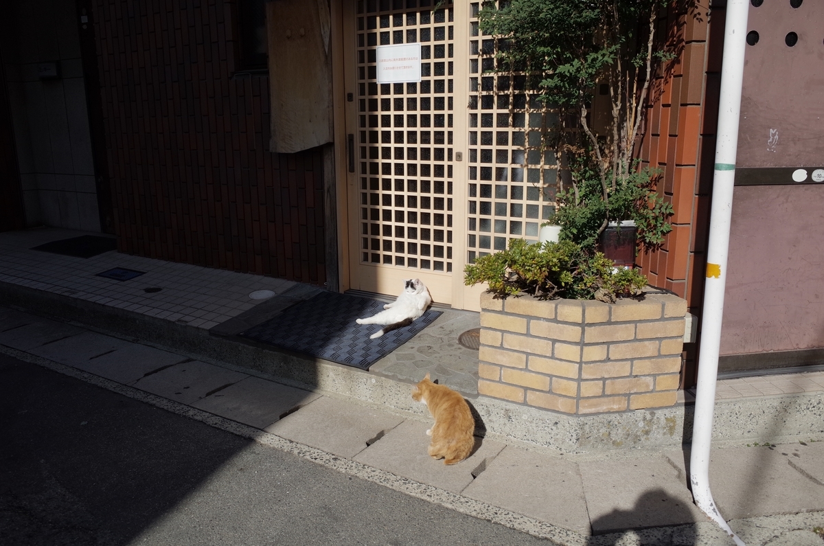 f:id:nori7770:20210603205345j:plain