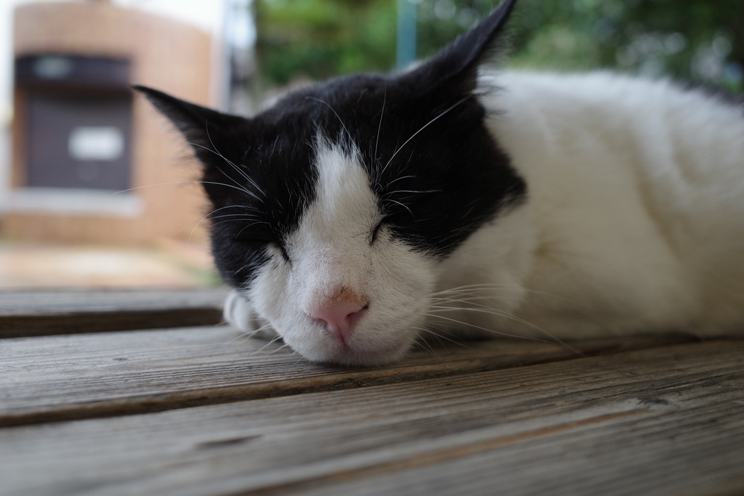 f:id:nori7770:20211007232526j:plain