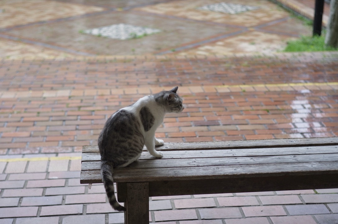 f:id:nori7770:20211007232620j:plain