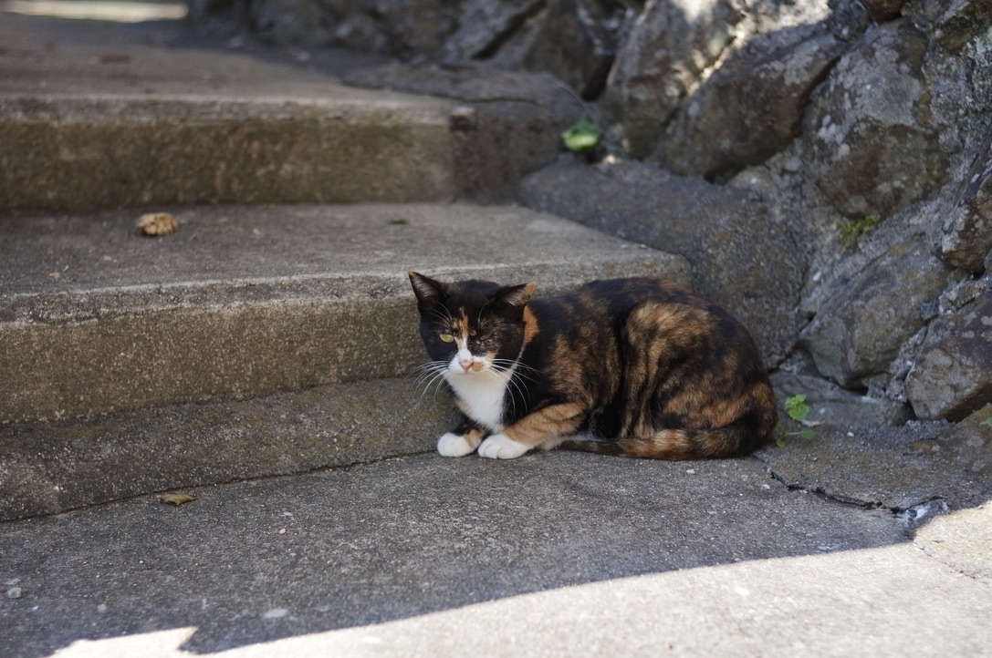 f:id:nori7770:20220103233025j:plain