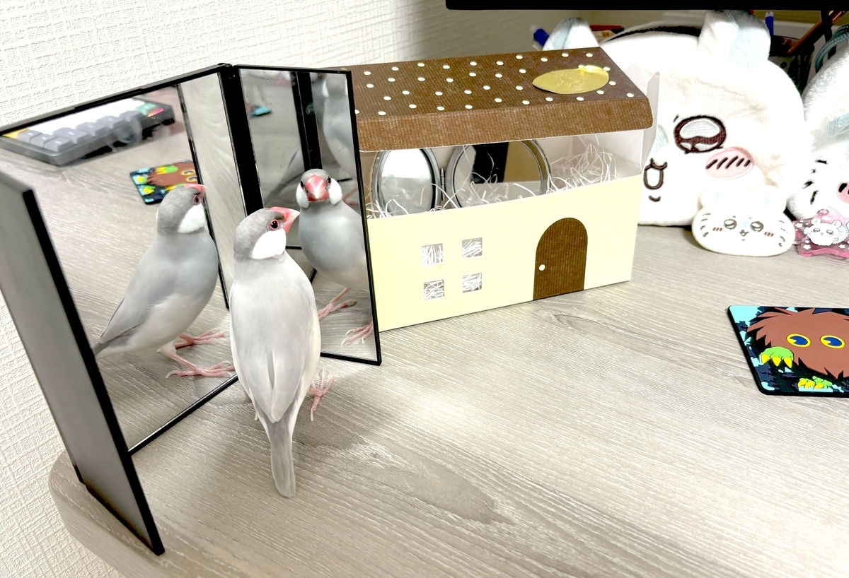 toyopi3つ目の写真：デスク上部の文鳥が鏡の前で自分の姿を見ている写真