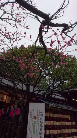 f:id:noriko55:20160309114156j:image