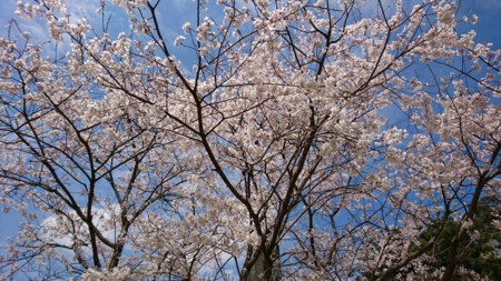 f:id:noriko55:20170402011231j:image f:id:noriko55:20170402011231j:image