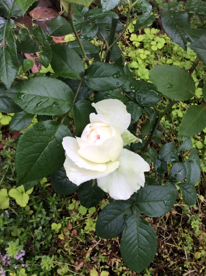f:id:norimakiq:20170526225621j:plain f:id:norimakiq:20170526225621j:plain