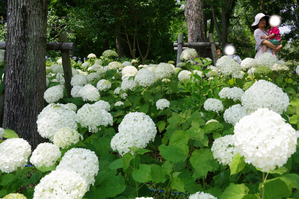 f:id:norinoridance:20190622215314j:plain f:id:norinoridance:20190622215314j:plain