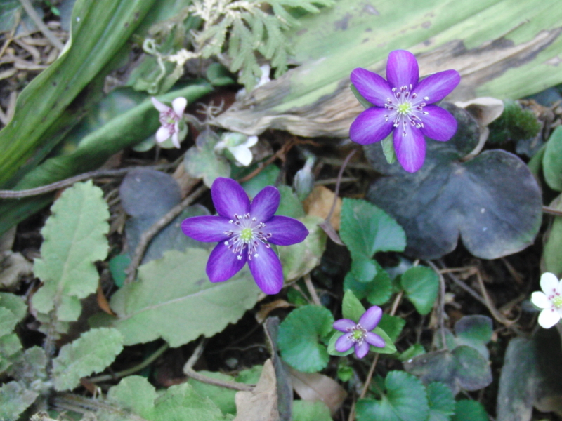 f:id:norio-kuriu:20130309133335j:image:w360:right
