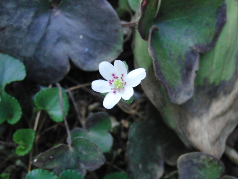 f:id:norio-kuriu:20130309133340j:image:w360:right