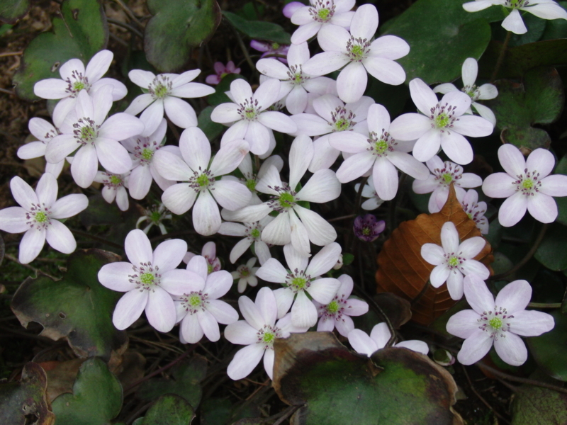 f:id:norio-kuriu:20130309133409j:image:w360:right