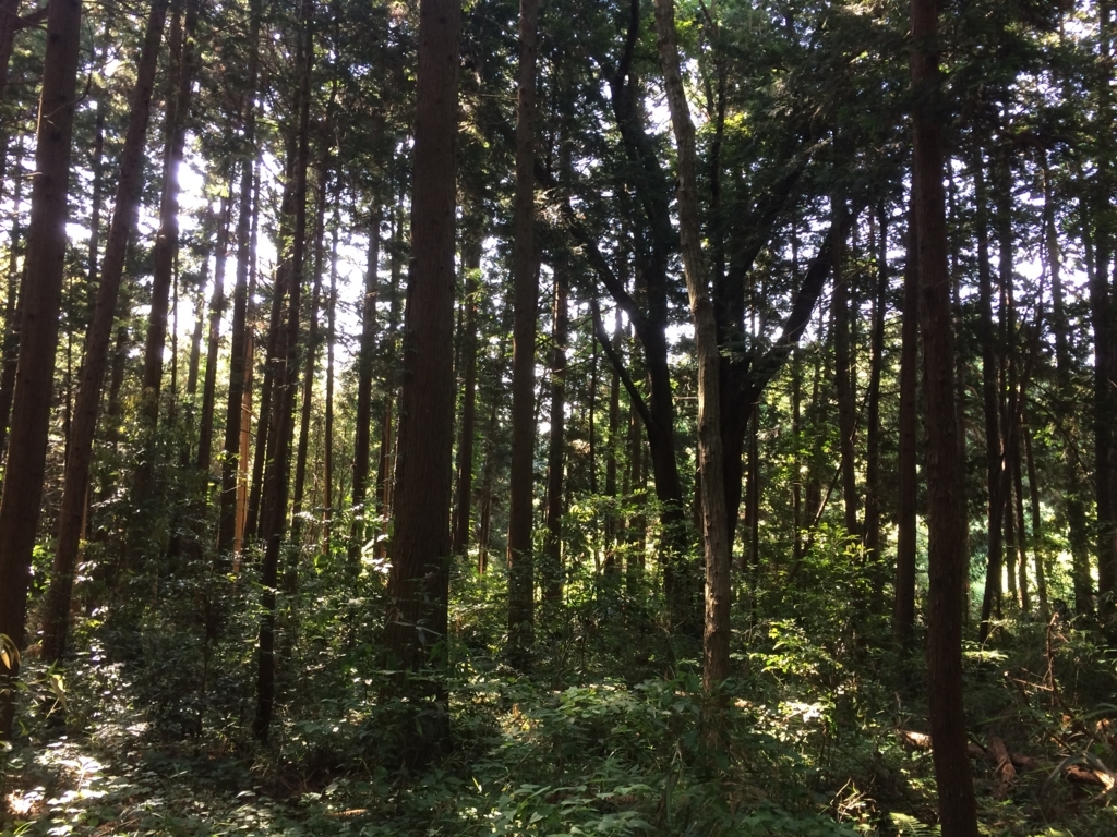 f:id:norioishiwata:20180603093416j:plain f:id:norioishiwata:20180603093416j:plain
