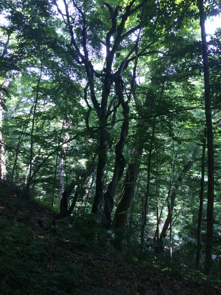 f:id:norioishiwata:20180610211427j:plain f:id:norioishiwata:20180610211427j:plain