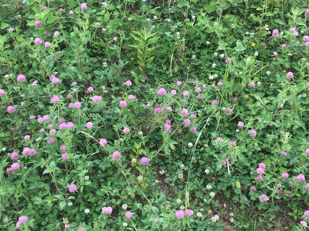 f:id:norioishiwata:20180710082937j:plain f:id:norioishiwata:20180710082937j:plain