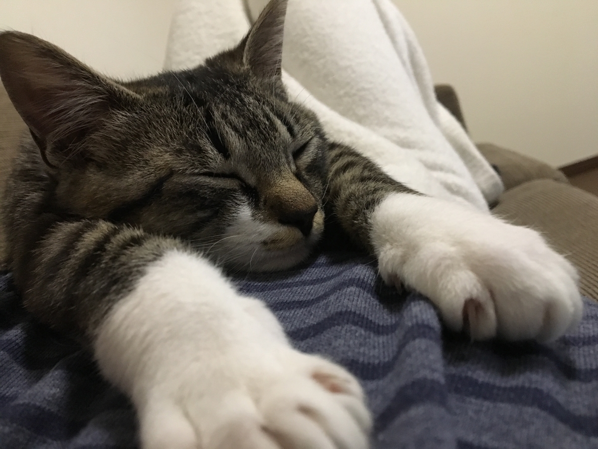f:id:noripica:20190324113622j:plain