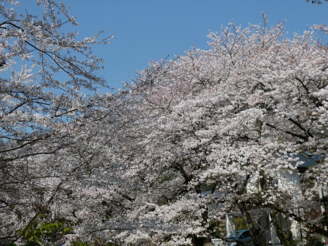 f:id:noririn3103:20190406211721j:plain
