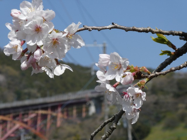 f:id:noririn3103:20190406211841j:plain